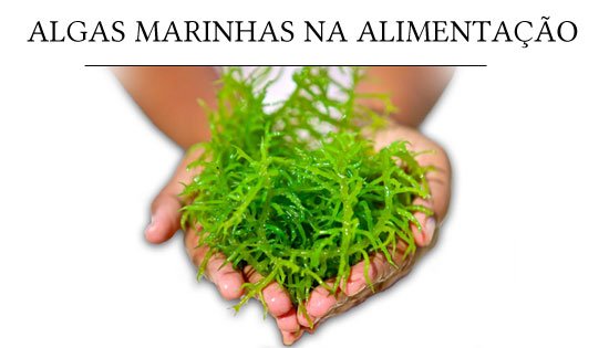 Benefícios das algas para a saúde