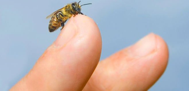 Alergia ao veneno de abelhas ou de vespas
