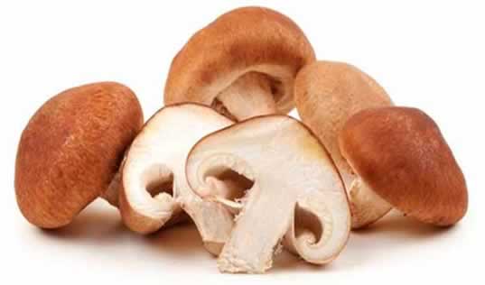 Benefícios dos cogumelos os humanos, cuidados a ter com os cogumelos