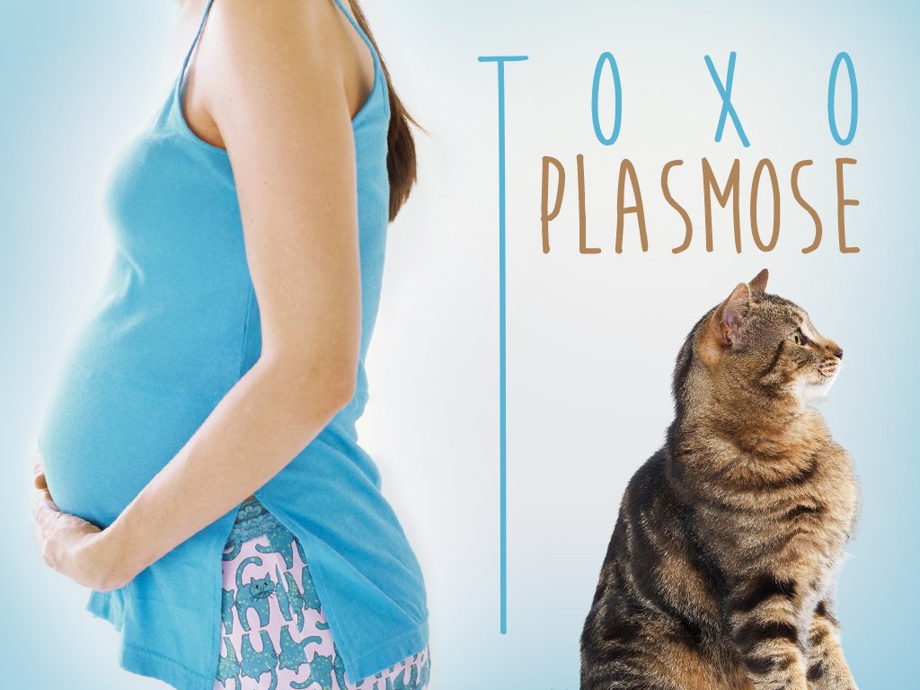 Toxoplasmose, saiba o que é e como evitar