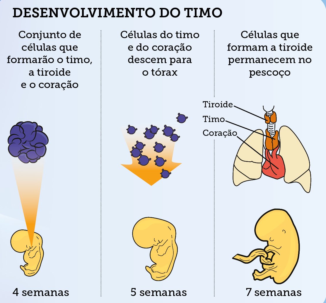 desenvolvimento do timo