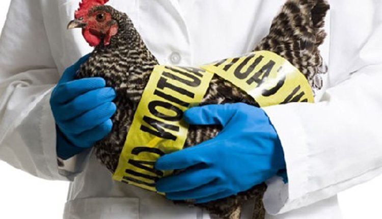 O que é a gripe aviária, sintomas causas e tratamento.