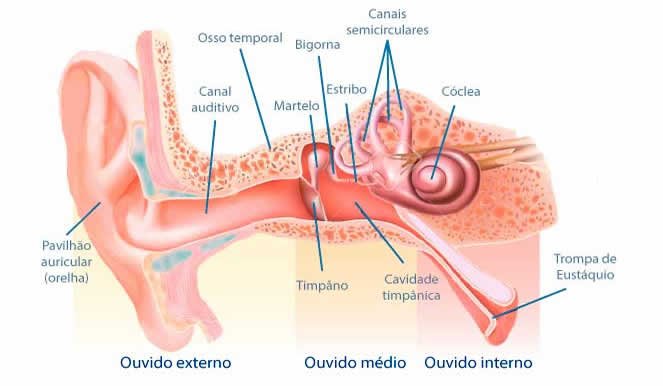 partes do ouvido